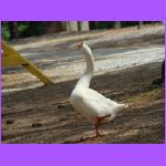 White Goose.jpg